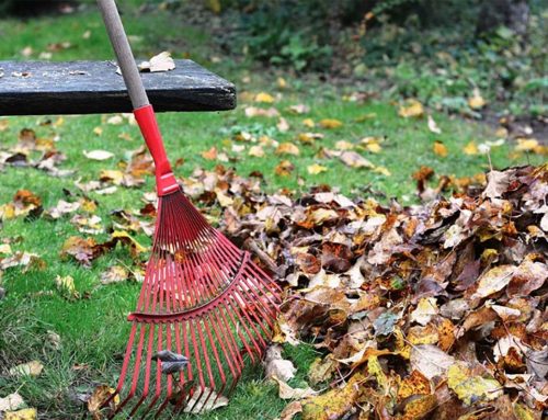 Fall In to Good Habits this Autumn